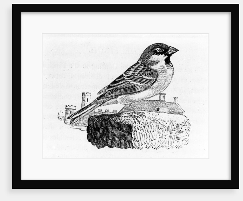 The House Sparrow by Thomas Bewick
