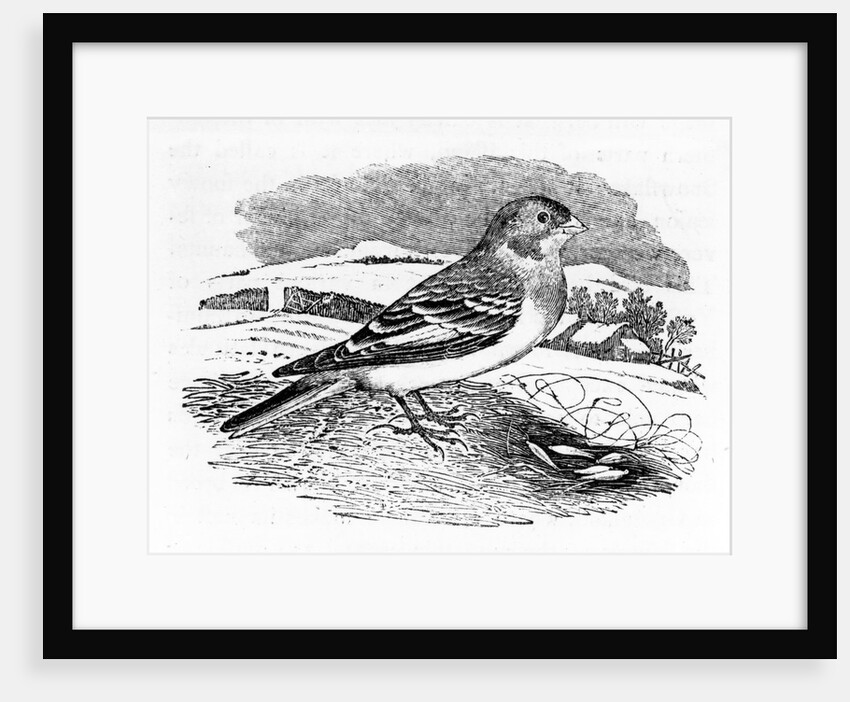 Tawny Bunting by Thomas Bewick