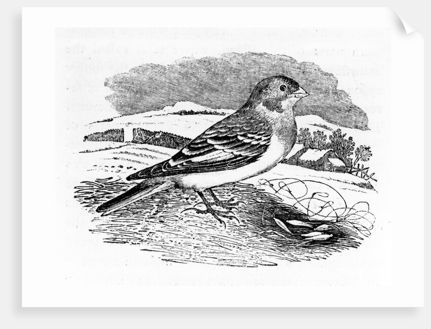 Tawny Bunting by Thomas Bewick