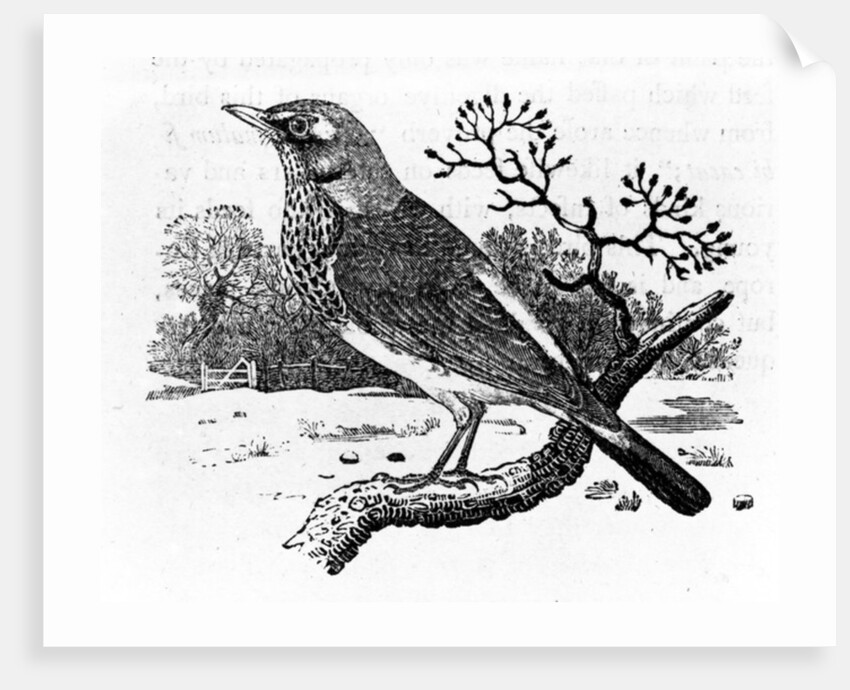 The Fieldfare by Thomas Bewick