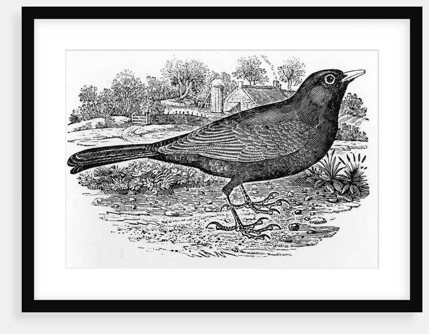 The Blackbird by Thomas Bewick