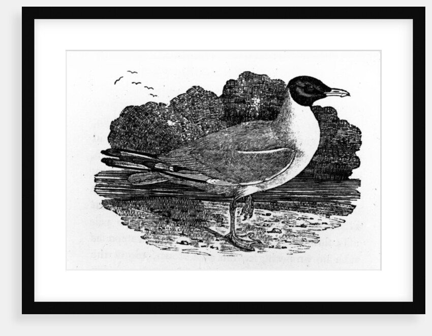 Black-Headed Gull by Thomas Bewick