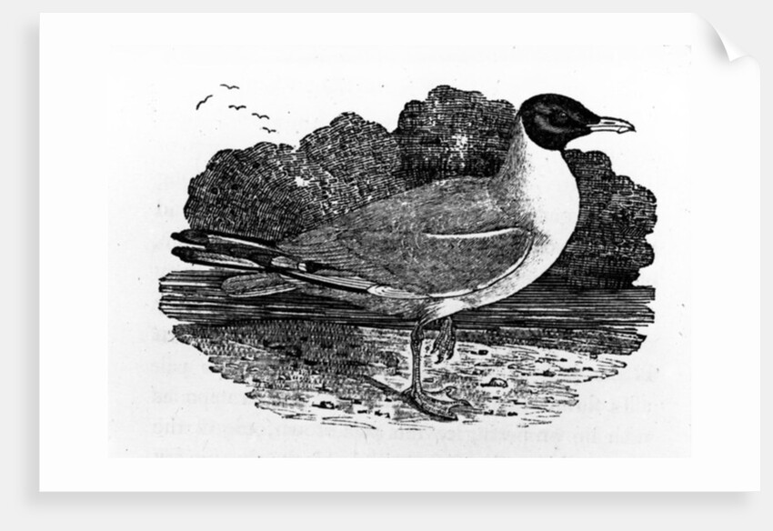 Black-Headed Gull by Thomas Bewick