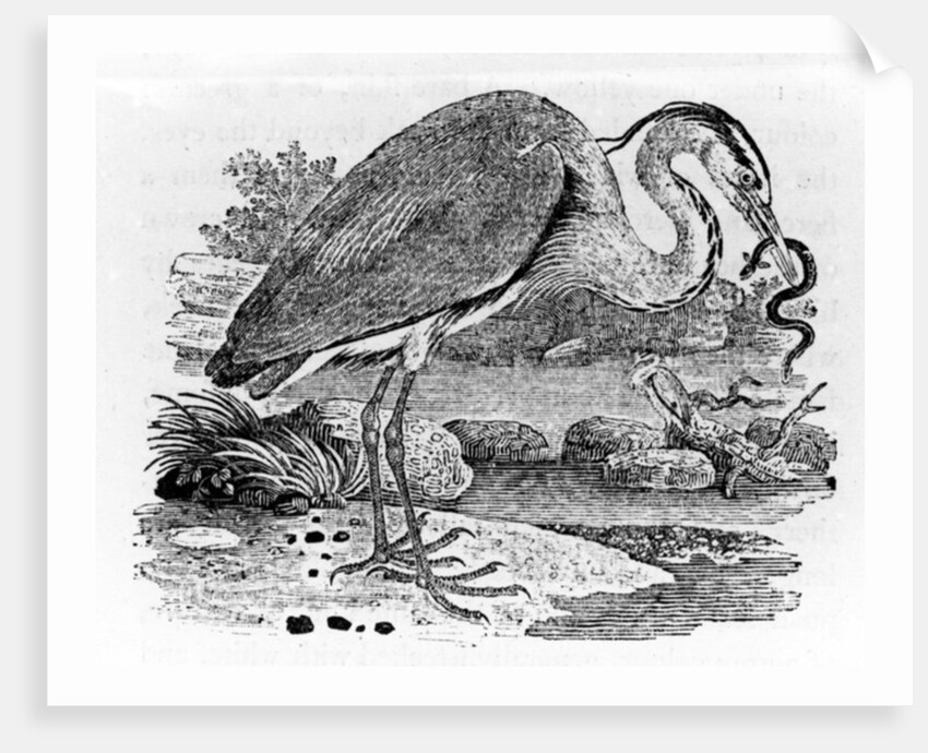 Heron by Thomas Bewick