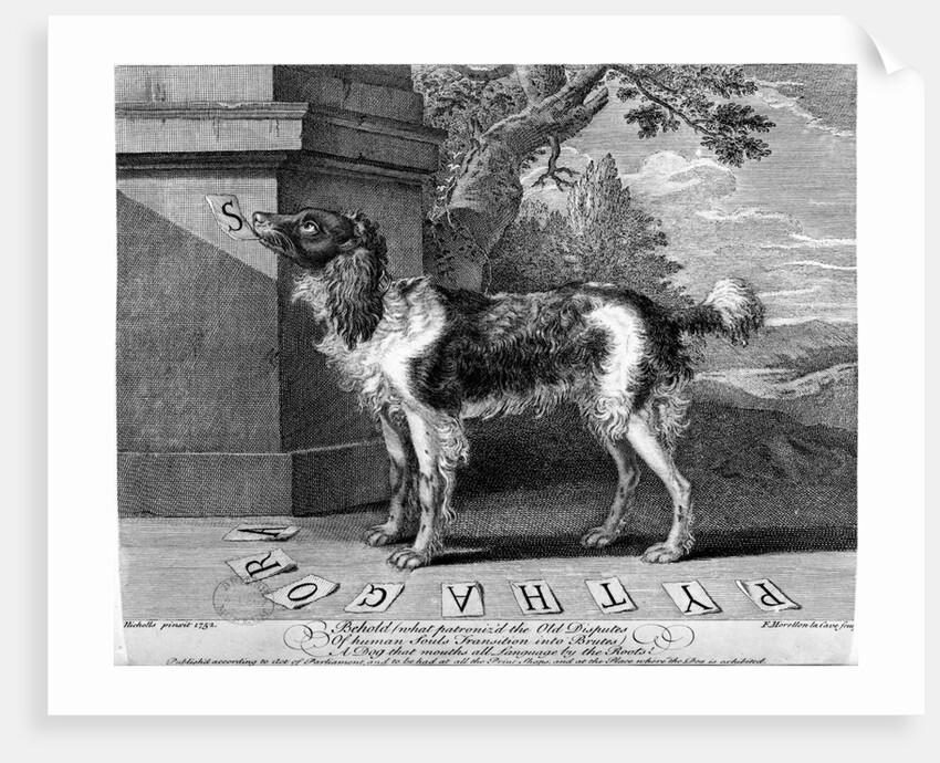 The New Chien Savant, or Learned Dog, print made by F-Morellon la Cave, 1752 by Sutton (after) Nicholls