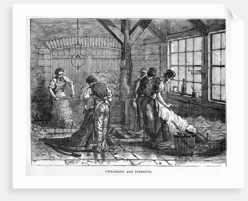 Unhairing and Fleshing by English School