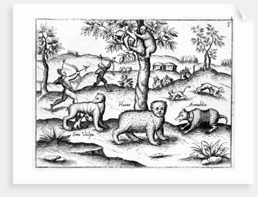 Simi Vulpa, Haute and Armadilio by English School