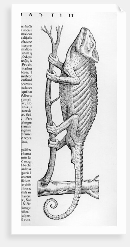 Chameleon by Swiss School