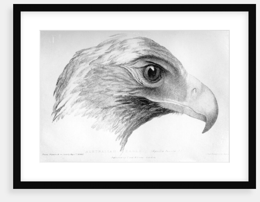 Australian Eagle by Major Thomas Mitchell