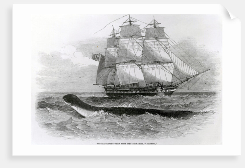 The Great Sea-Serpent when First Seen from H.M.S. Daedalus by English School