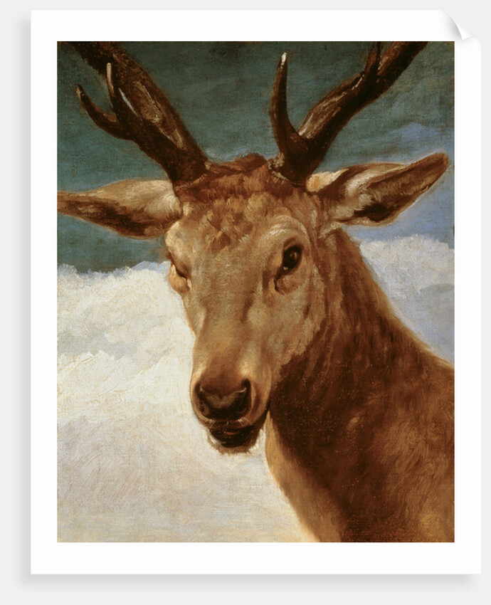 Head of a Stag, 1634 by Diego Rodriguez de Silva y Velazquez