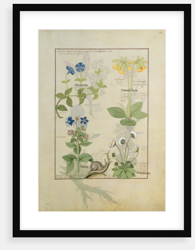 Ms Fr. Fv VI #1 fol.114 Top row: Blue Clematis or Crowfoot and Primula. Bottom row: Borage or Forget-me-not and Marguerita Daisy by Robinet Testard