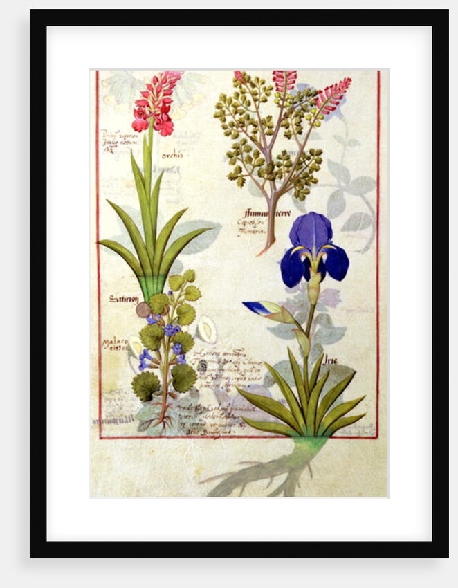 Ms Fr. Fv VI #1 fol.114v Top row: Orchid and Fumitory or Bleeding Heart. Bottom row: Hedera and Iris by Robinet Testard