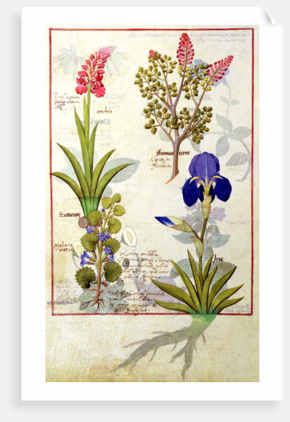 Ms Fr. Fv VI #1 fol.114v Top row: Orchid and Fumitory or Bleeding Heart. Bottom row: Hedera and Iris by Robinet Testard
