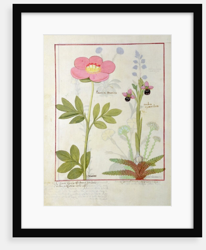 Ms Fr. Fol VI #1 Paeonia or Peony, and Orchis myanthos by Robinet Testard