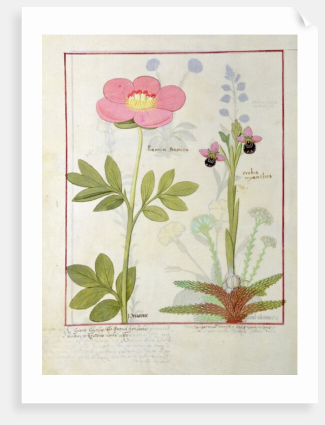 Ms Fr. Fol VI #1 Paeonia or Peony, and Orchis myanthos by Robinet Testard