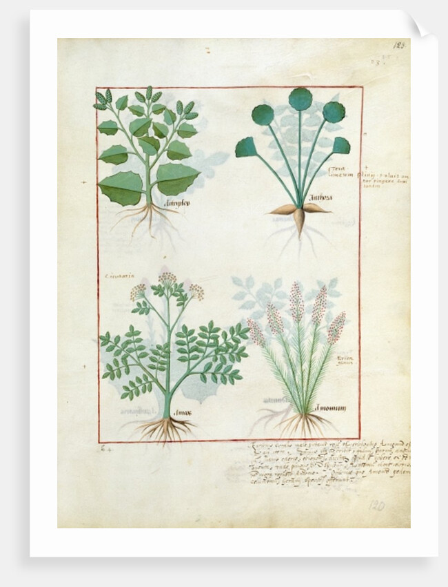 Ms Fr. Fv VI #1 fol.123r Top row: Salt Bush and Anthora. Bottom row: Absinthium and Cardamom by Robinet Testard