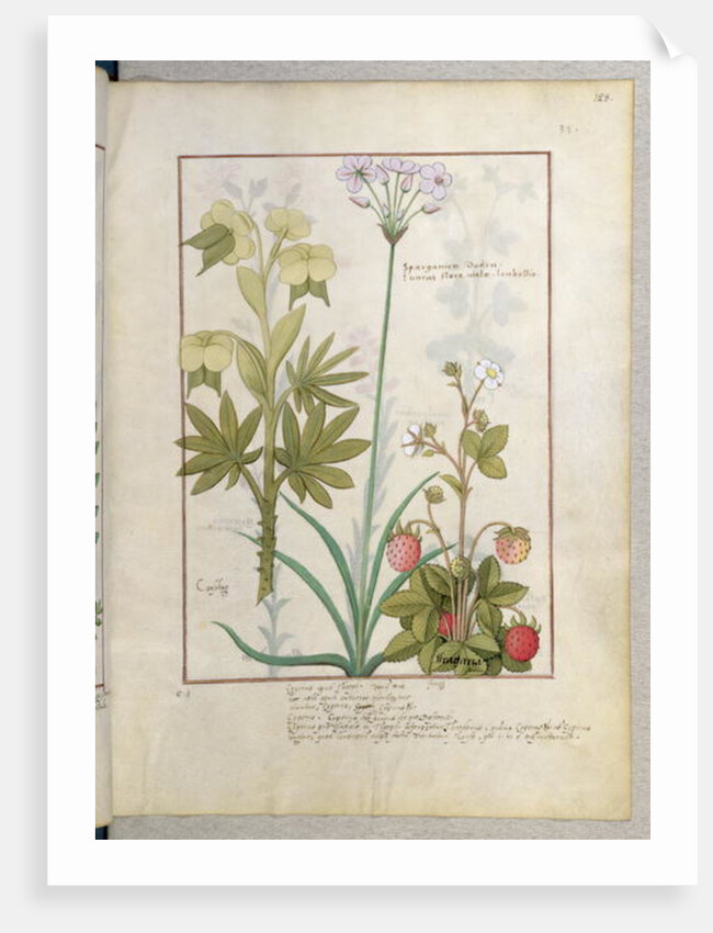 Ms Fr. Fv VI #1 fol.128r Consiligo, Burreed and Strawberry by Robinet Testard