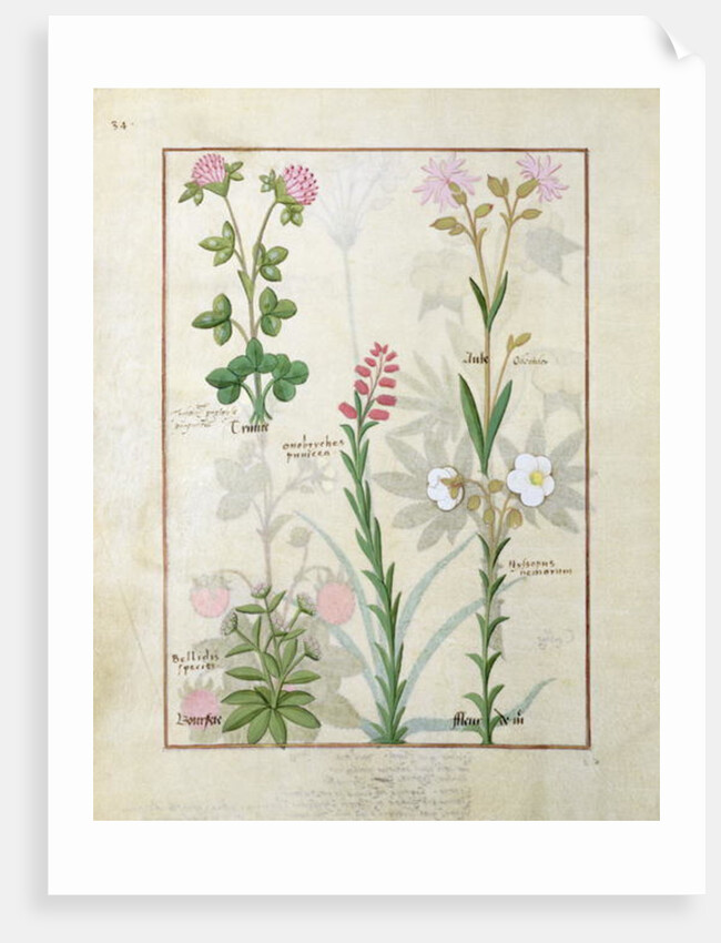 Ms Fr. Fv VI #1 fol.128v Top row: Red clover and Aube. Bottom row: Bellidis species, Onobrychis and Hyssopus nemorum by Robinet Testard