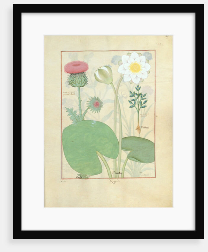 Plumed thistle, Water lily and Castor bean plant by Robinet Testard