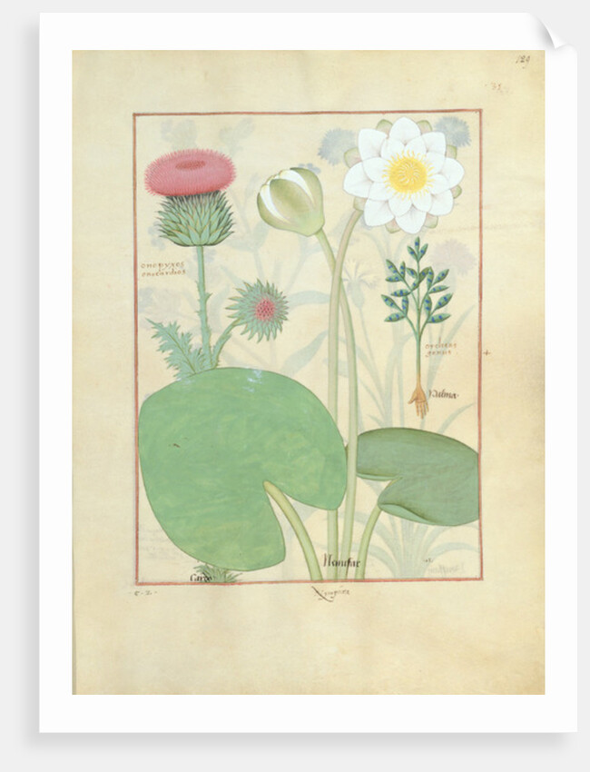 Plumed thistle, Water lily and Castor bean plant by Robinet Testard