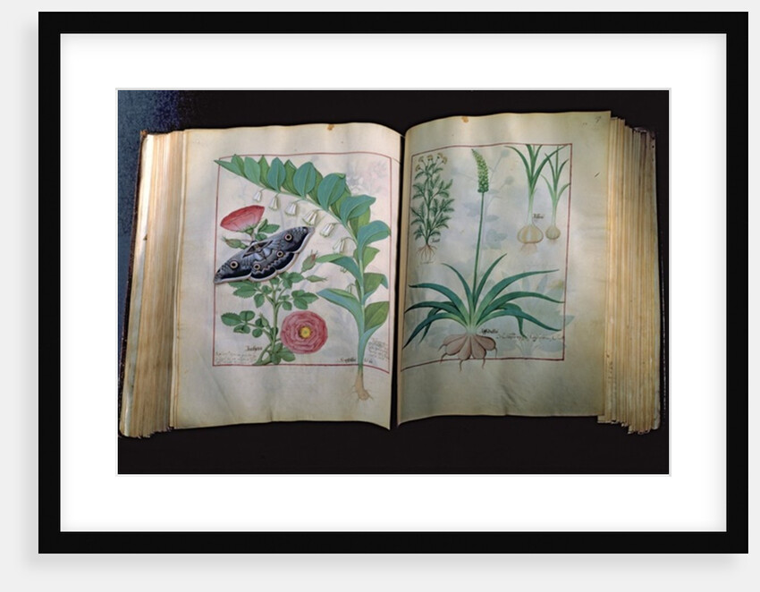 Two pages depicting Rose and Garlic by Robinet Testard