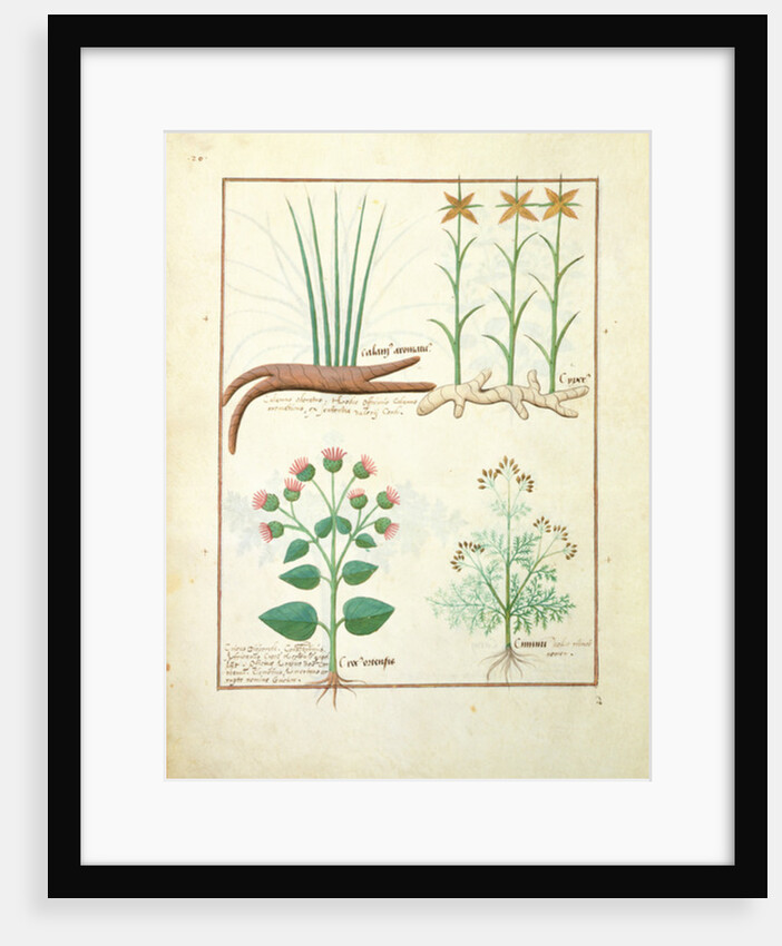 Cyperus, Calamus, Crocus ostensis by Robinet Testard