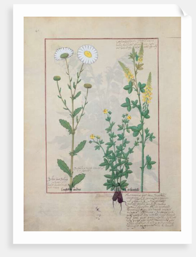 Ms Fr. Fv VI #1 fol.134v Illustration from 'The Book of Simple Medicines' by Mattheaus Platearius c.1470 by Robinet Testard