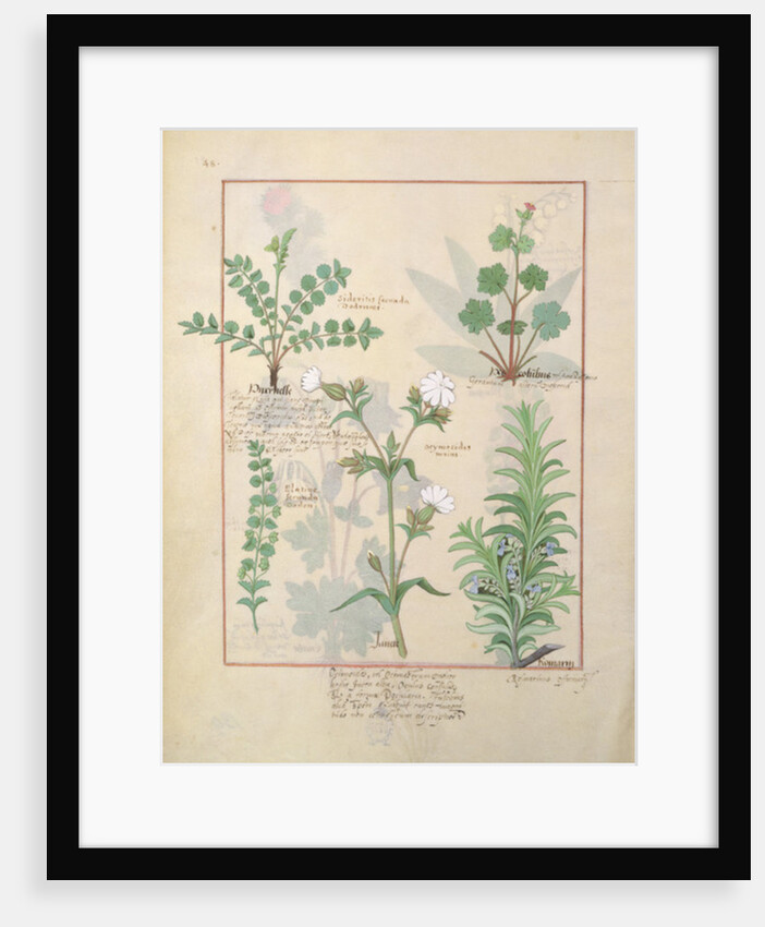 Ms Fr. Fv VI #1 fol.135v Illustration from 'The Book of Simple Medicines' by Mattheaus Platearius c.1470 by Robinet Testard