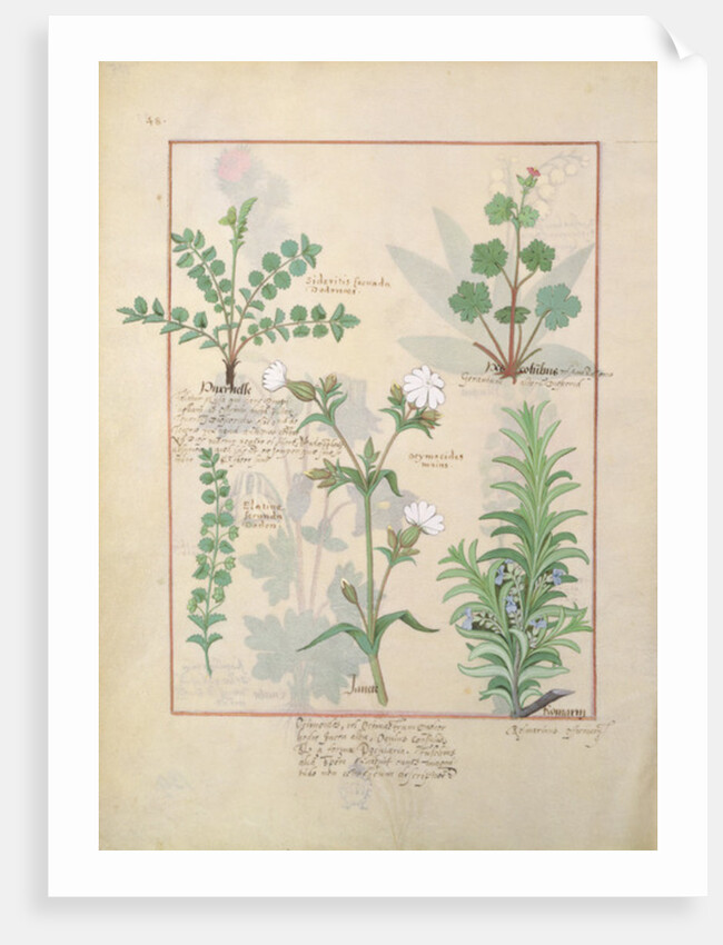 Ms Fr. Fv VI #1 fol.135v Illustration from 'The Book of Simple Medicines' by Mattheaus Platearius c.1470 by Robinet Testard