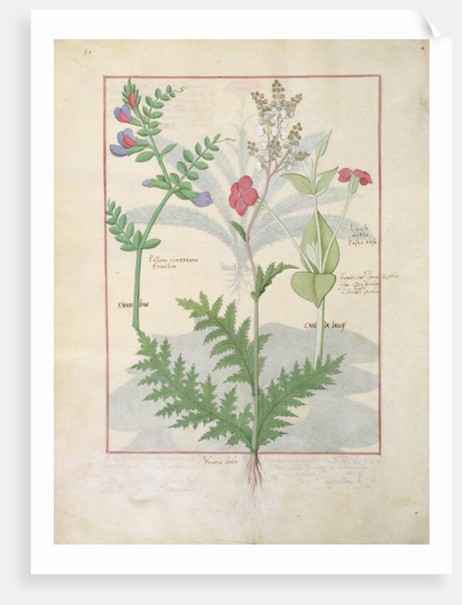 Ms Fr. Fv VI #1 fol.136v Illustration from 'The Book of Simple Medicines' by Mattheaus Platearius c.1470 by Robinet Testard