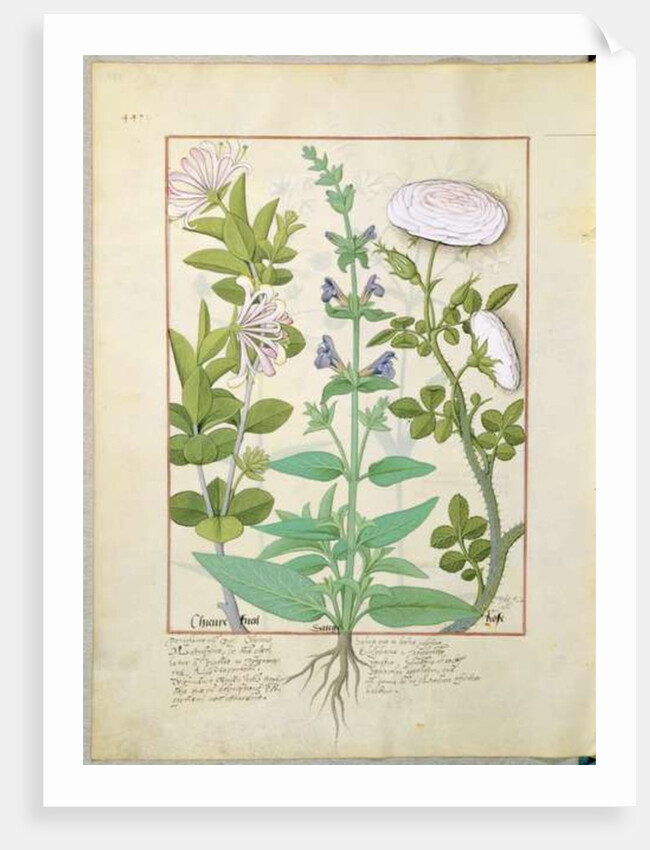 Ms Fr. Fv VI #1 fol.133v Honeysuckle, Sage and Rose by Robinet Testard