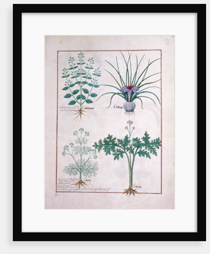 Ms Fr. Fv VI #1 fol.121r Calamint, Crocus, Carraway and Citusa by Robinet Testard