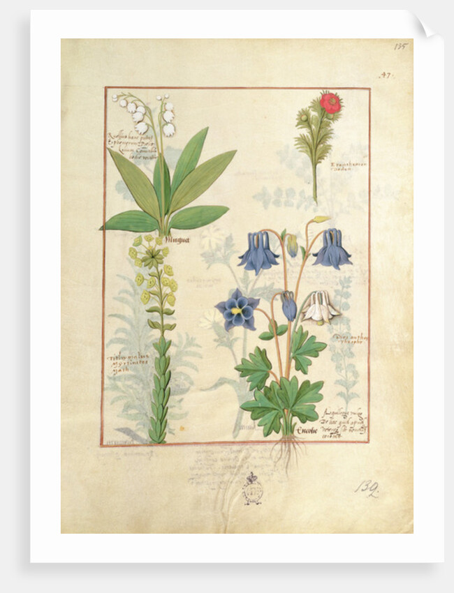 Ms Fr. Fv VI #1 fol.135r Illustration from 'The Book of Simple Medicines' by Mattheaus Platearius c.1470 by Robinet Testard