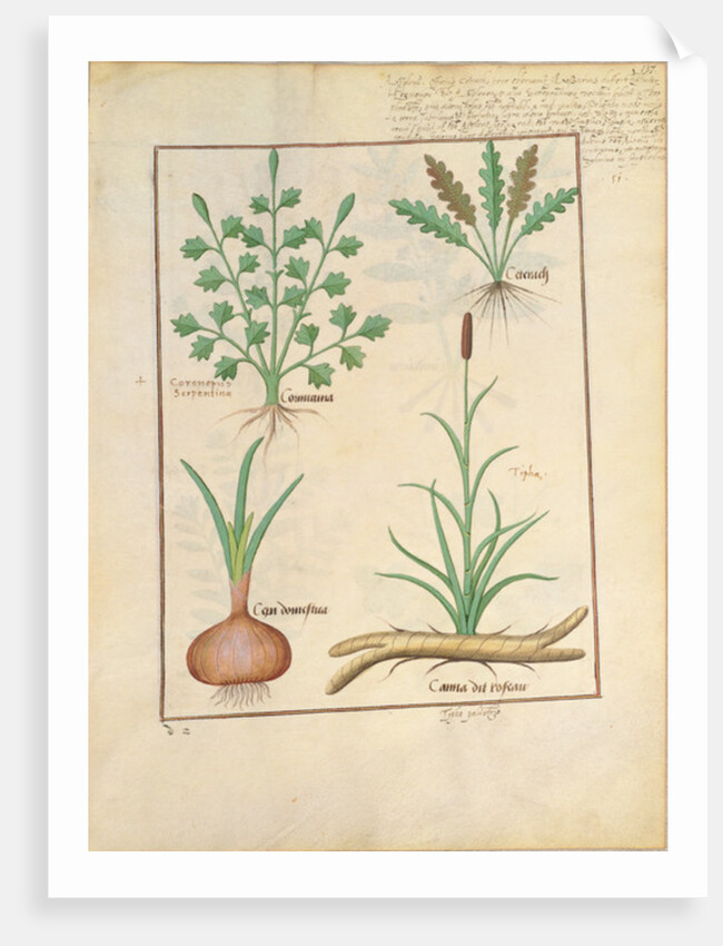 Ms Fr. Fv VI #1 fol.137r Illustration from 'ThedBook of Simple Medicines' by Mattheaus Platearius c.1470 by Robinet Testard