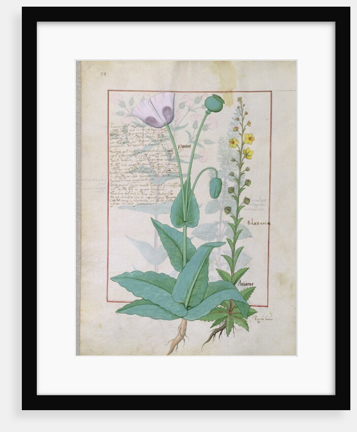 Poppy and Figwort by Robinet Testard