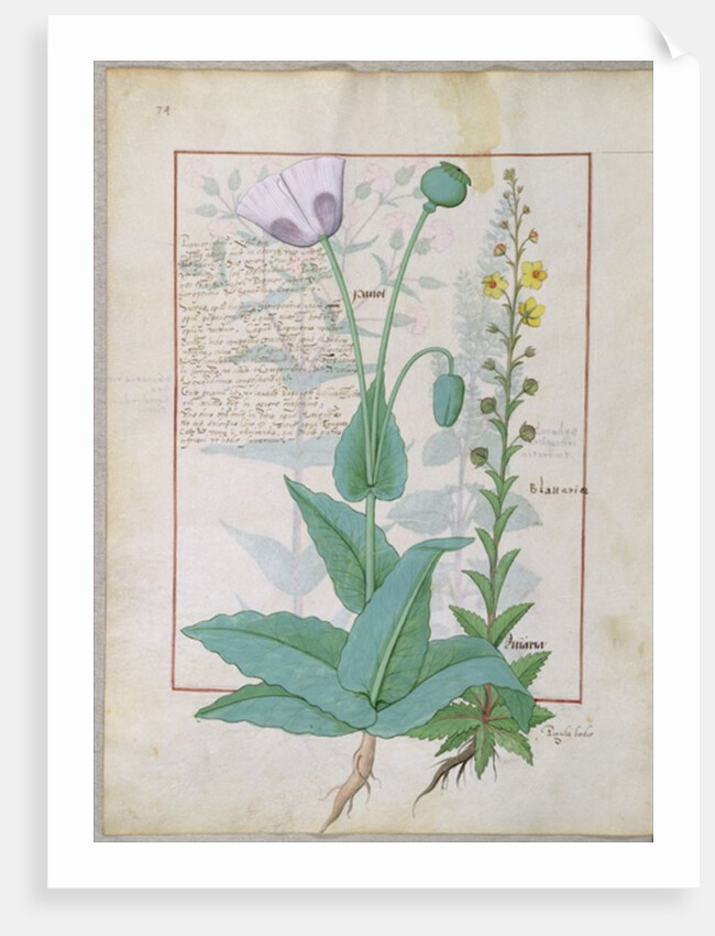 Poppy and Figwort by Robinet Testard