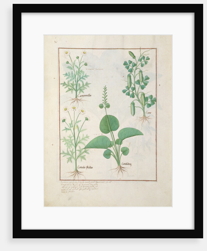 Chamomile and Cucumber Illustration from 'The Book of Simple Medicines' by Mattheaus Platearius c.1470. Ms Fr. Fv VI #1 fol.146v. by Robinet Testard