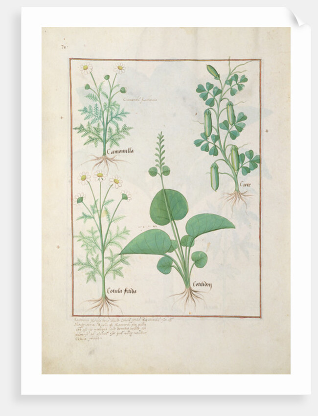 Chamomile and Cucumber Illustration from 'The Book of Simple Medicines' by Mattheaus Platearius c.1470. Ms Fr. Fv VI #1 fol.146v. by Robinet Testard