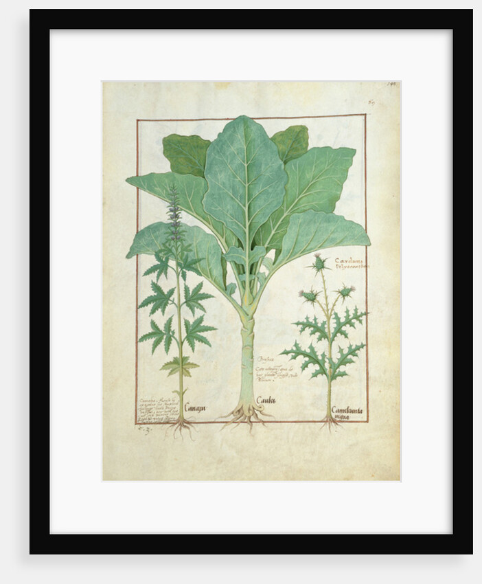 Ms Fr. Fv VI #1 fol.145r Cannabis, Brassica and Thistle by Robinet Testard
