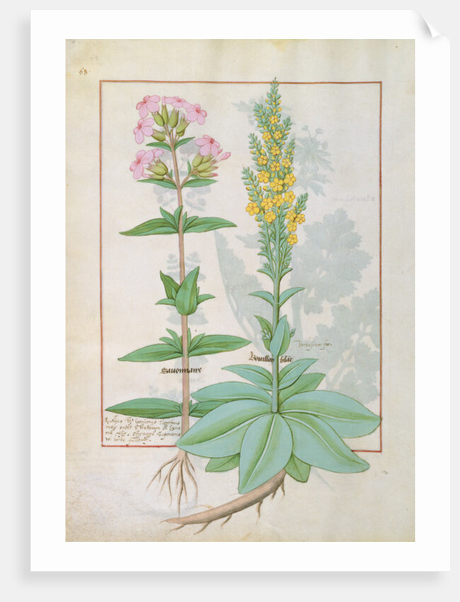 Ms Fr. Fv VI #1 fol.145v Illustration from the 'Book of Simple Medicines' by Mattheaus Platearius c.1470 by Robinet Testard