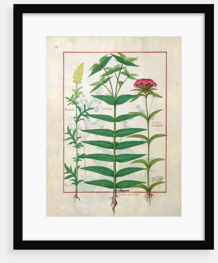 Ms Fr. Fv VI #1 fol. Reseda, Euphorbia and Dianthus by Robinet Testard