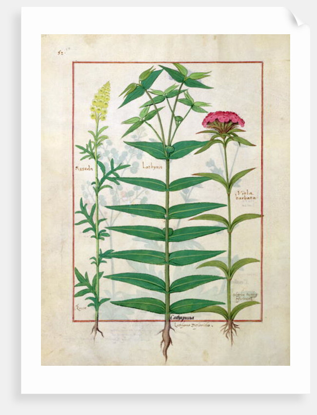 Ms Fr. Fv VI #1 fol. Reseda, Euphorbia and Dianthus by Robinet Testard