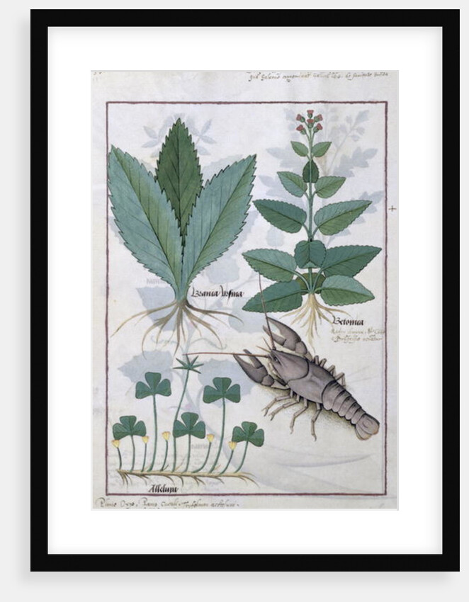 Ms Fr. Fv VI #1 fol.139v Illustration from the 'Book of Simple Medicines' by Mattheaus Platearius c.1470 by Robinet Testard