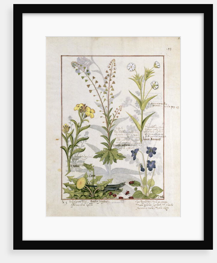 Illustration from the 'Book of Simple Medicines' Ms Fr. Fv VI #1 fol.138r. By Mattheaus Platearius c.1470 by Robinet Testard
