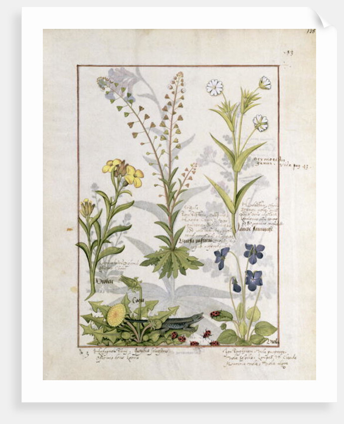 Illustration from the 'Book of Simple Medicines' Ms Fr. Fv VI #1 fol.138r. By Mattheaus Platearius c.1470 by Robinet Testard