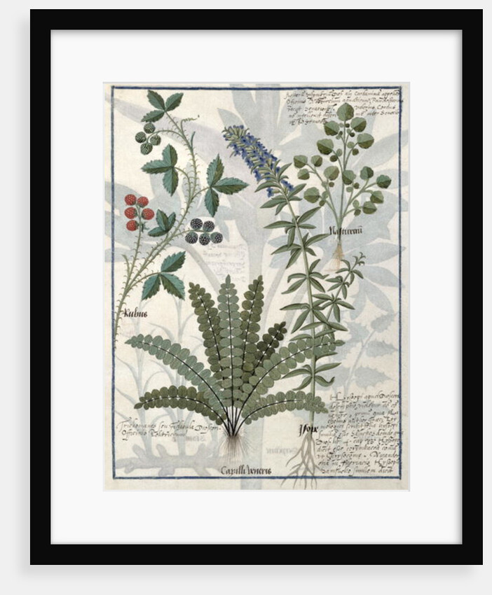 Ferns, Brambles and Flowers by Robinet Testard