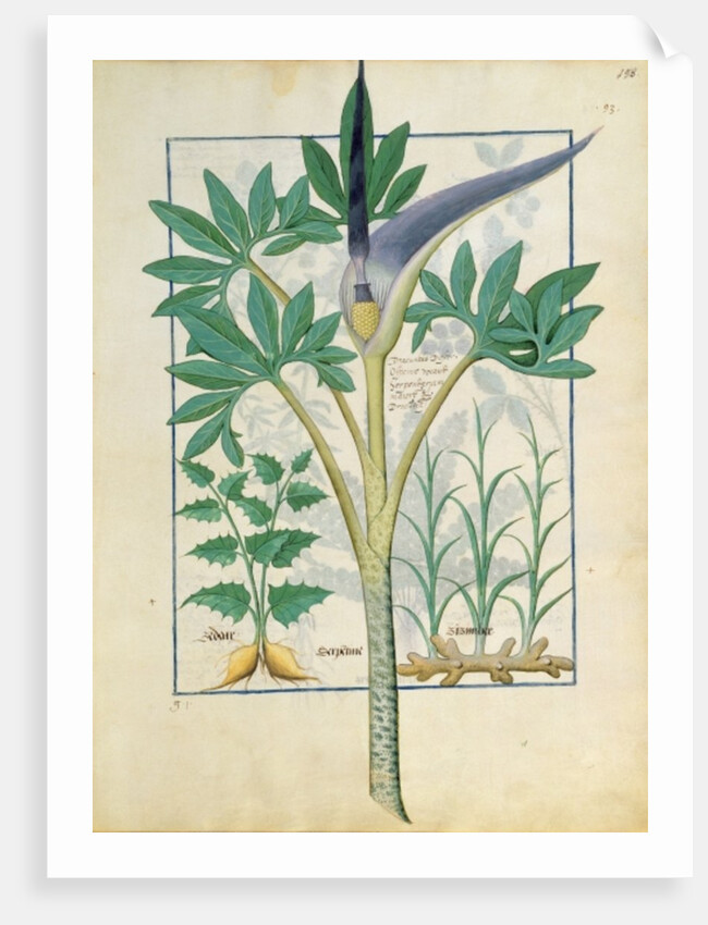 Ms Fr. Fv VI #1 fol.158r Orchid by Robinet Testard