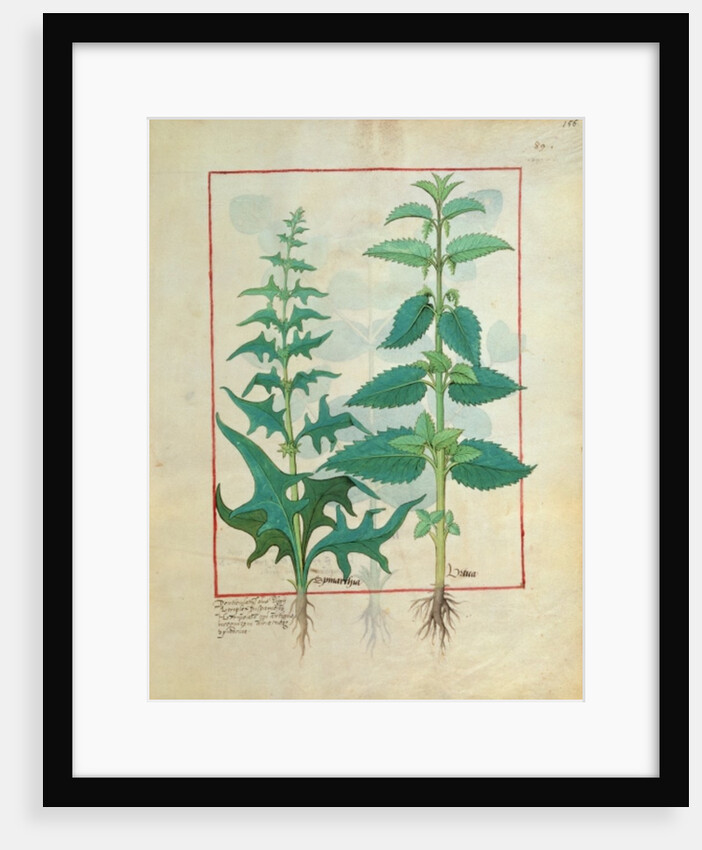 Urticaceae Illustration from the 'Book of Simple Medicines' Ms Fr. Fv VI #1 fol.156r. By Mattheaus Platearius c.1470 by Robinet Testard