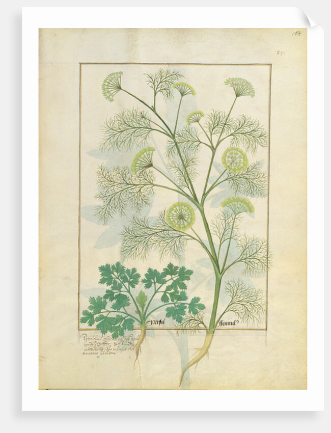 Ms Fr. Fv VI #1 fol.154r Parsley and Fennel by Robinet Testard